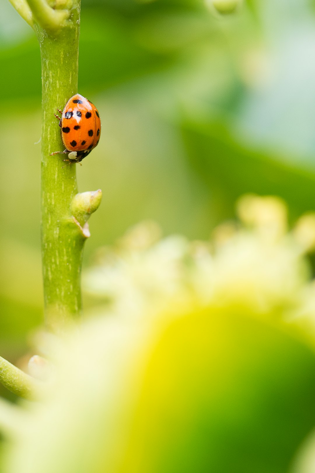 orange ladybug perching on stem in close-up photography