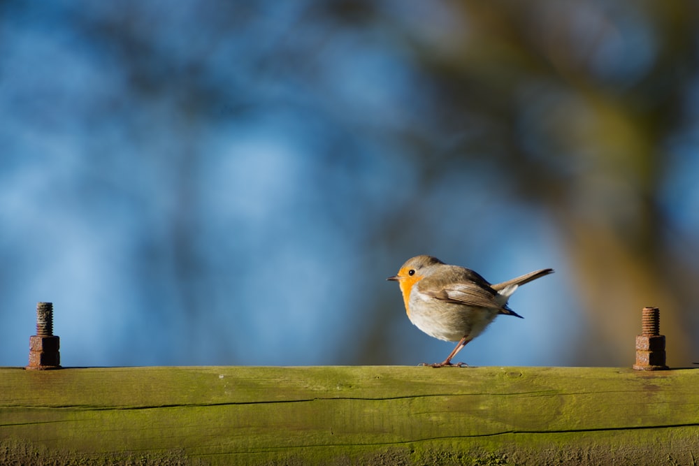 selective focus of brown and orange bird on branch