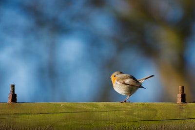 selective focus of brown and orange bird on branch