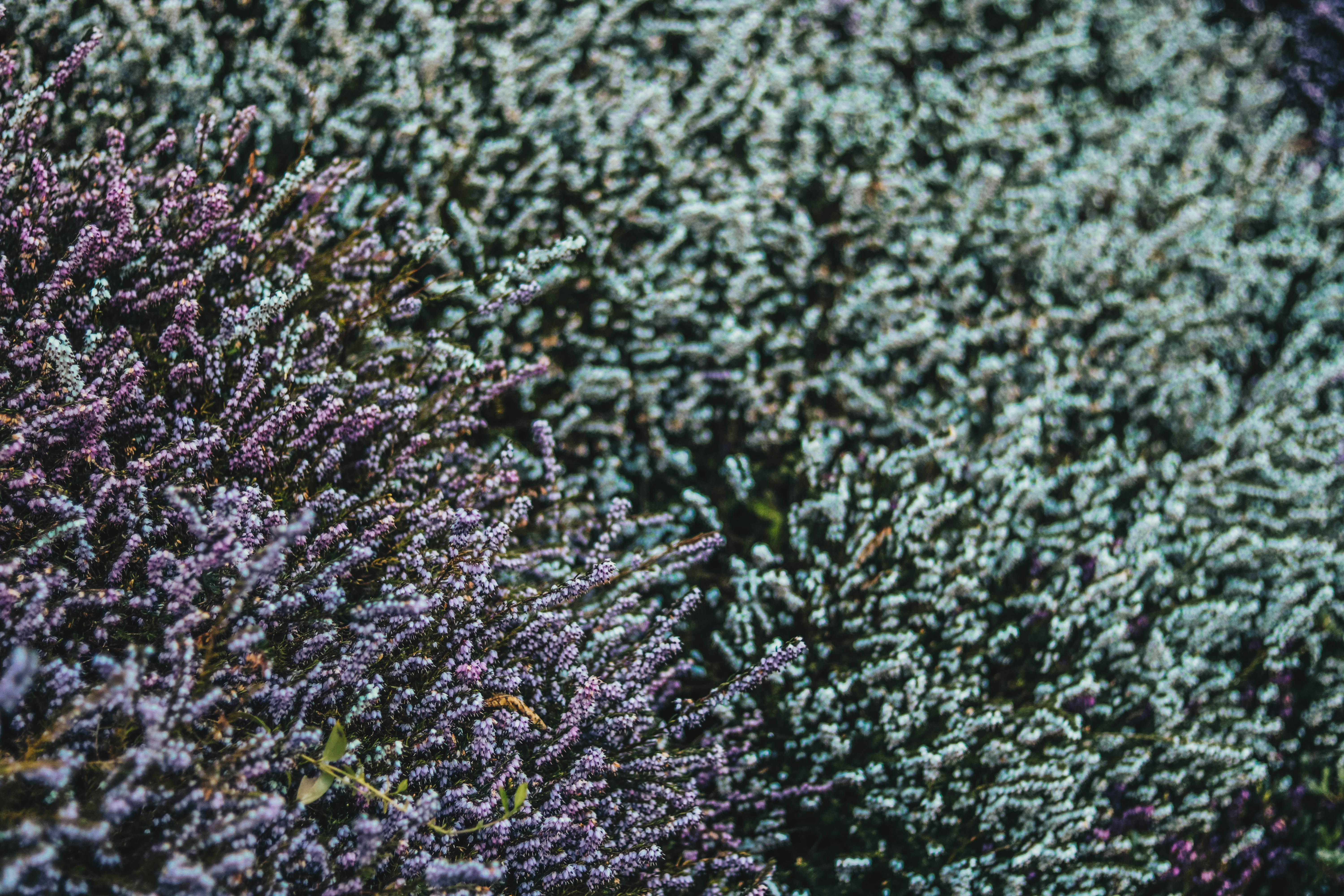 Photo by mrsrachelmcdermott