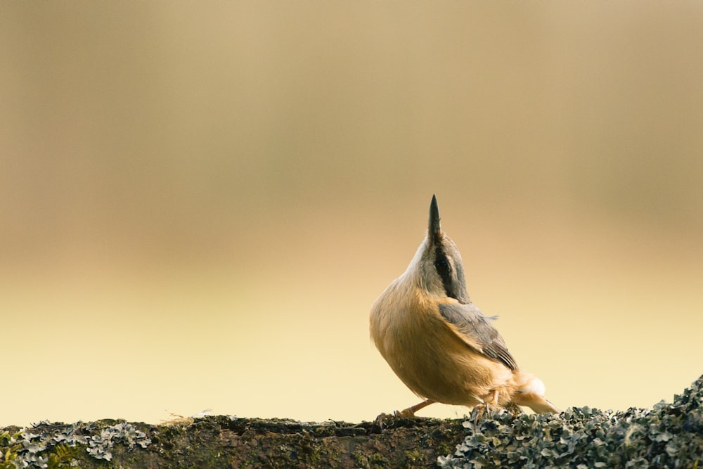 pájaro marrón y gris