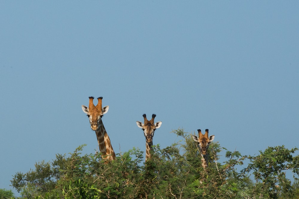 three giraffes at the back of green trees
