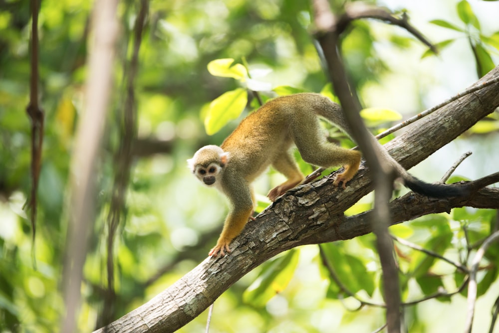 Macaco marrom no galho marrom da árvore durante o dia