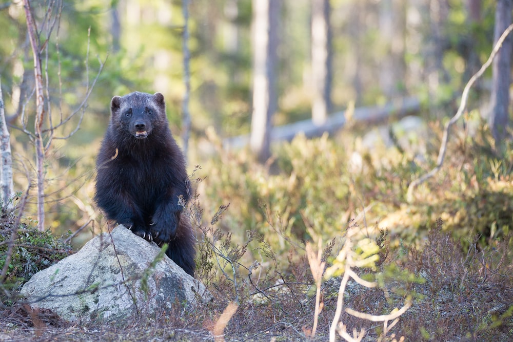 fotografía de enfoque selectivo de un animal negro de 4 patas en el bosque