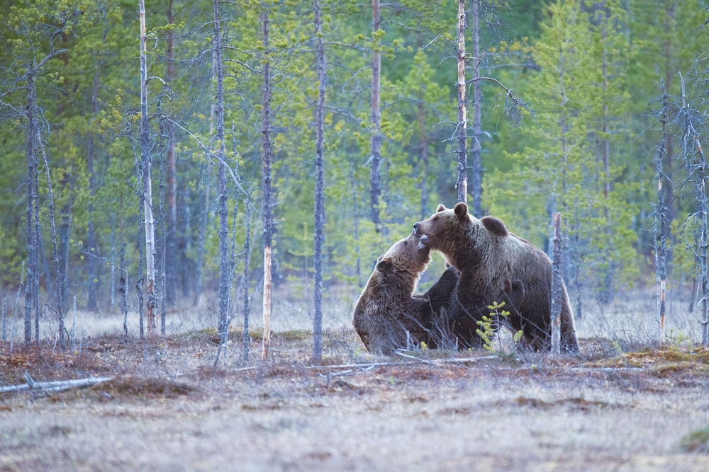 two brown bears on forest