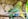 close up photo of budgerigar perched on stick