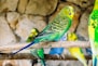 close up photo of budgerigar perched on stick