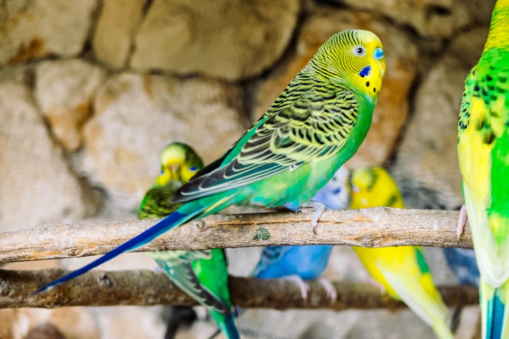 close up photo of budgerigar perched on stick