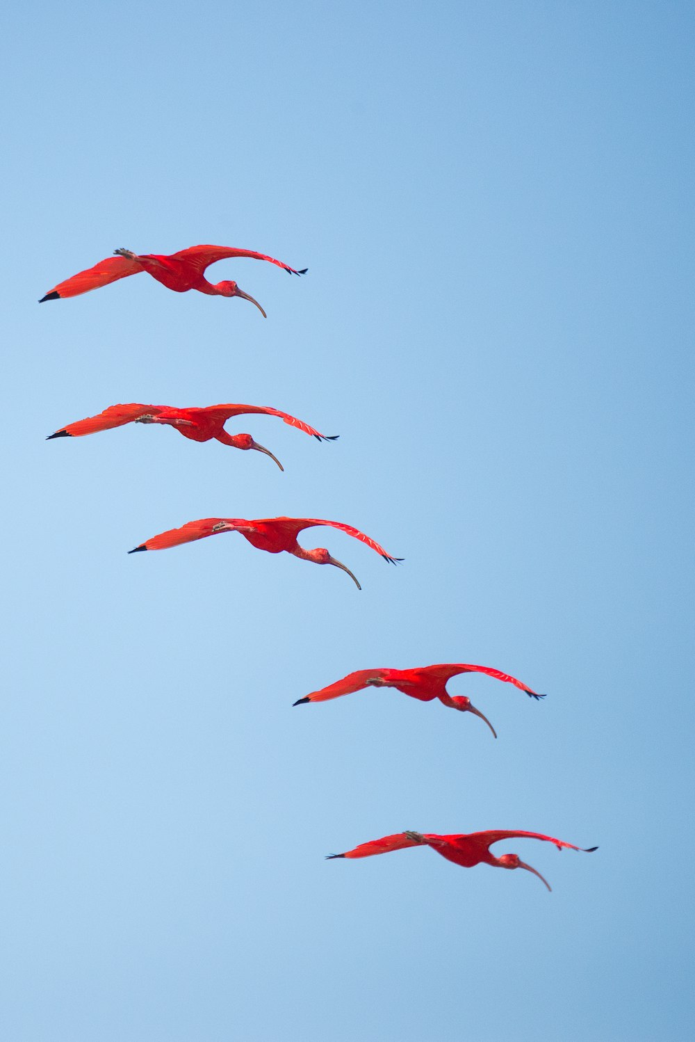 red birdsa flying