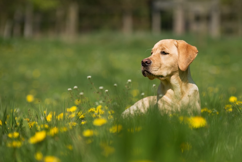 reclining adult yellow Labrador retriever