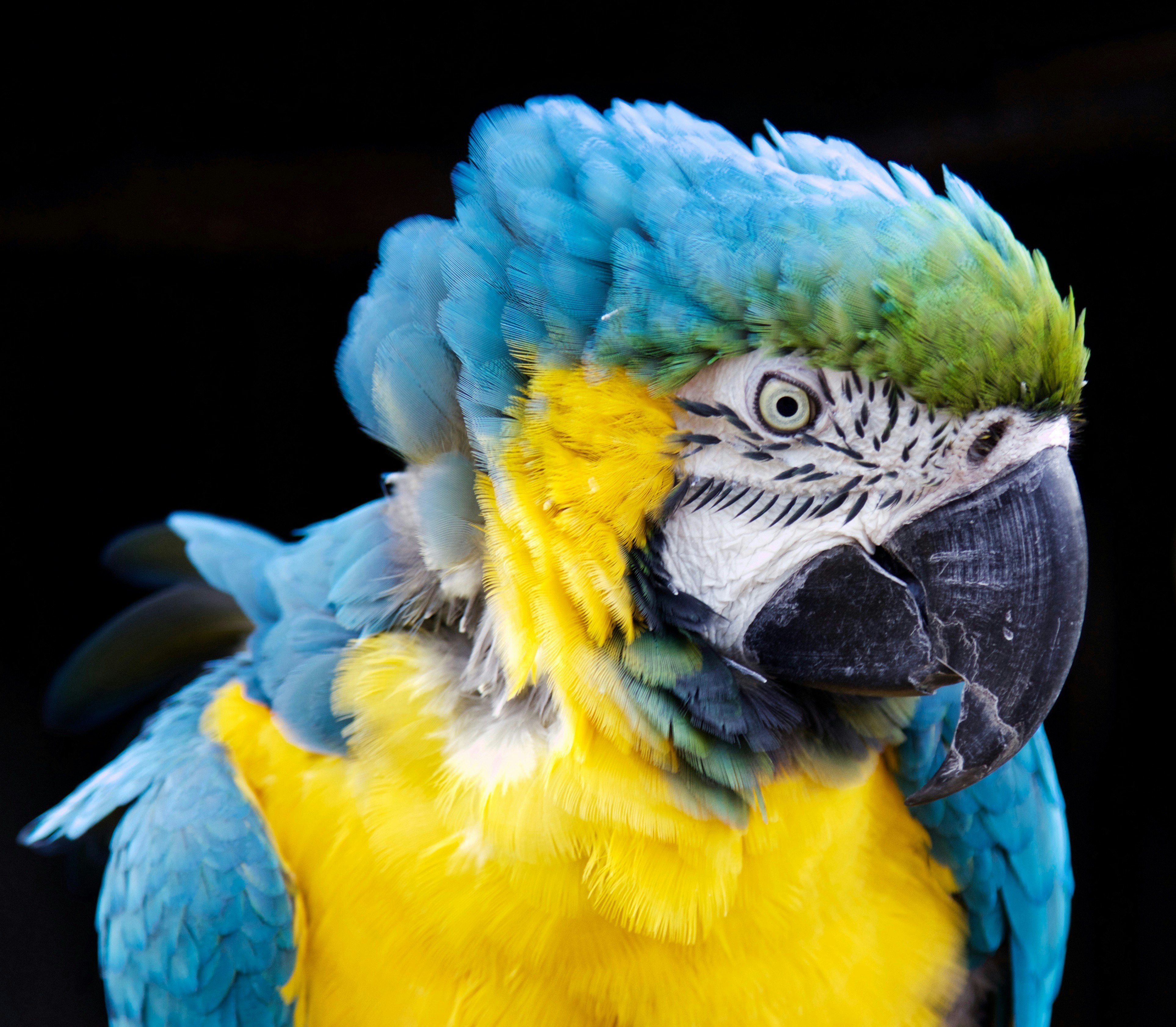 Rodney was an amazing Parrot at Coton Manor Gardens, always obliged with a “Give us a kiss”