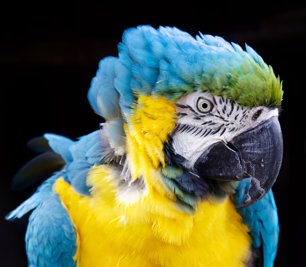 hyacinth macaw with black background