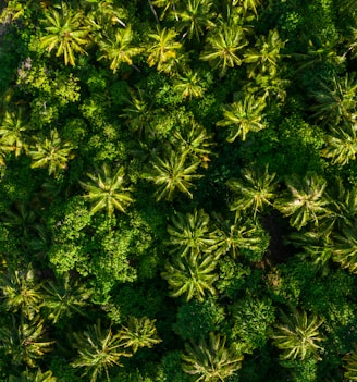 aerial photo of forest