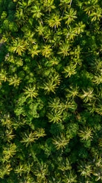 Aerial view of a vast, green sugar palm forest bathed in warm sunlight.