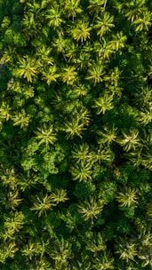 Aerial view of a vast, green sugar palm forest bathed in warm sunlight.