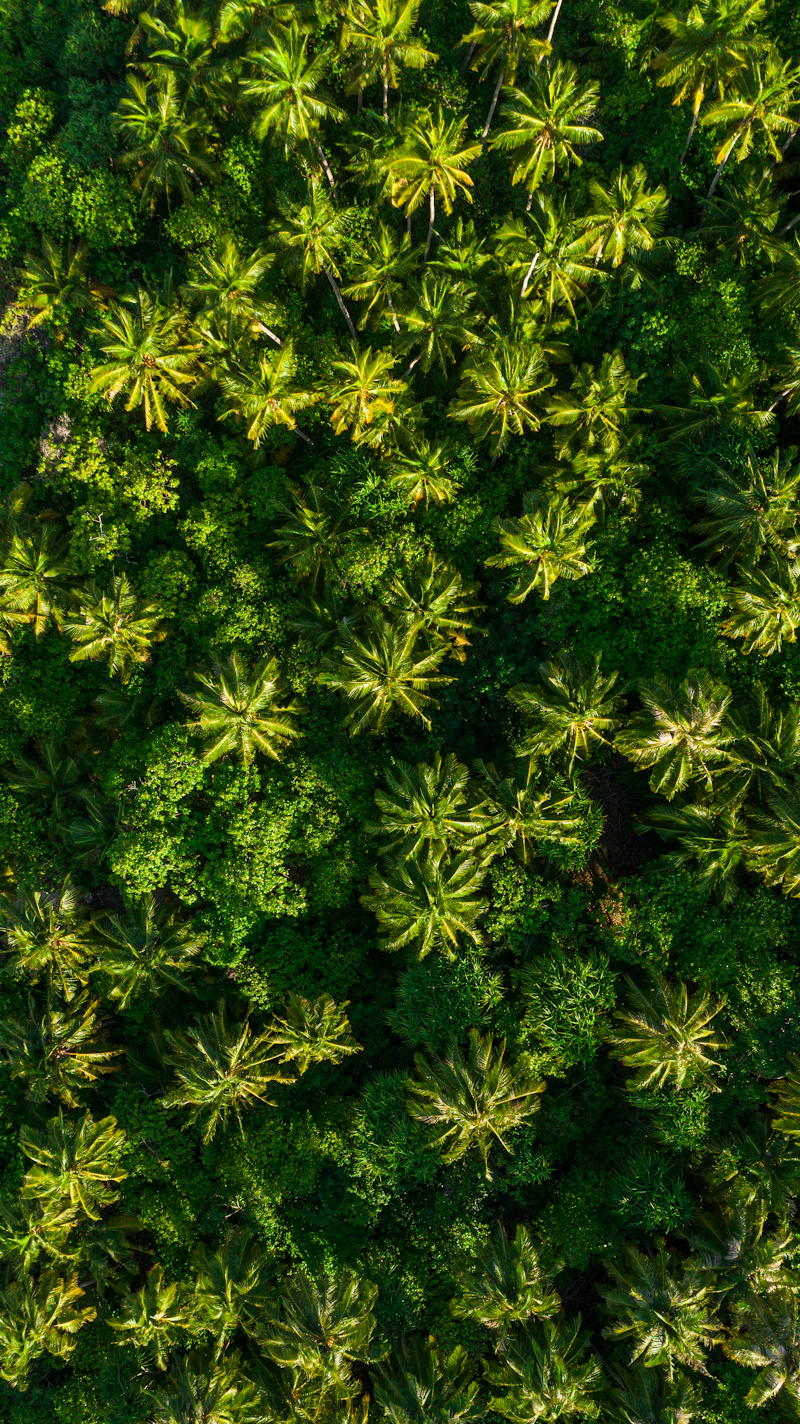 Aerial view of tropical agricultural fields