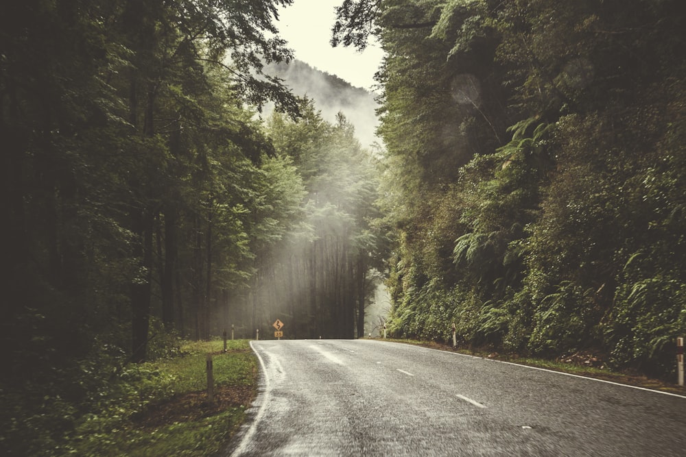 empty gray pavement surrounded by trees