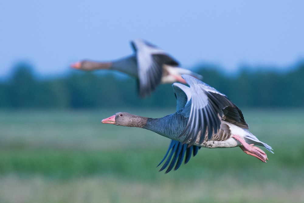 grey bird flying on midair