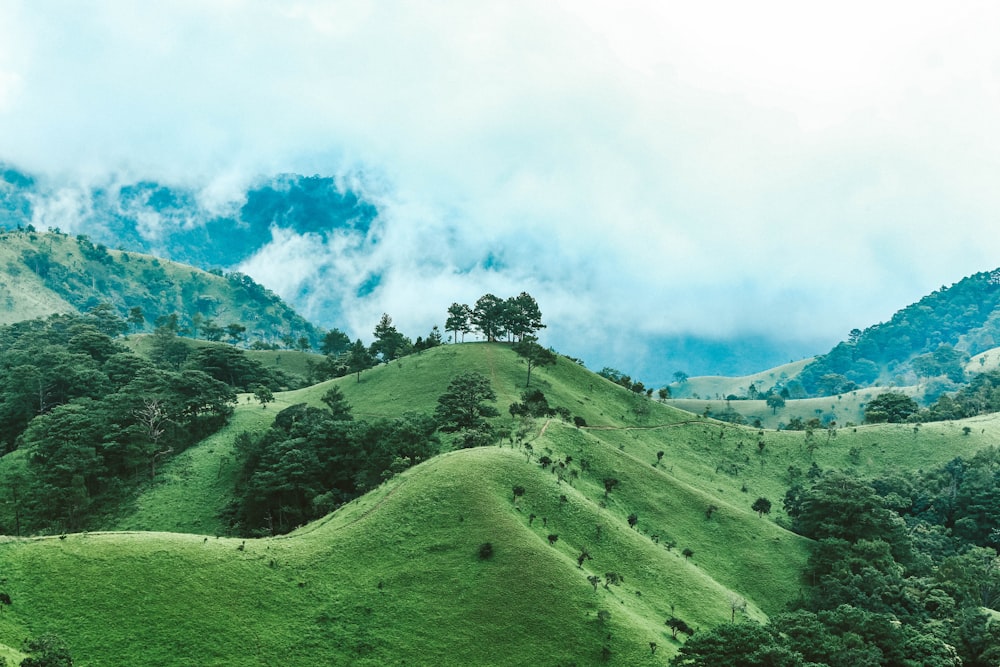 Árvores no topo da montanha verde