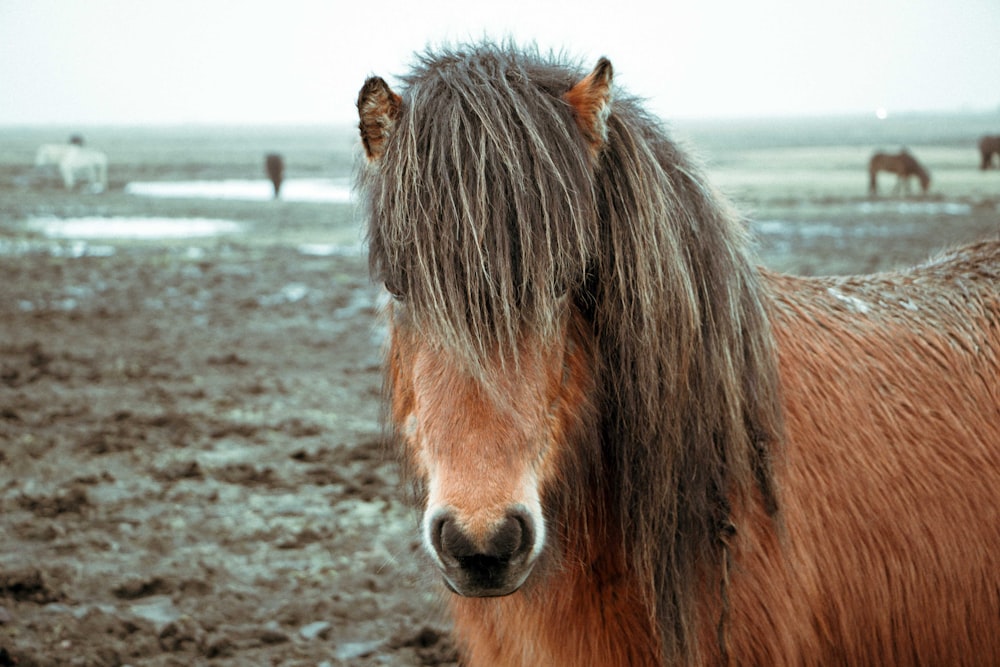 갈색 토양에 서 있는 갈색 말의 근접 촬영 사진