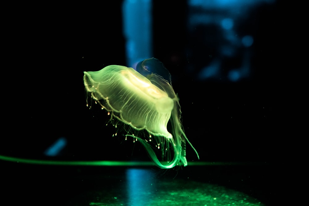 green jellyfish