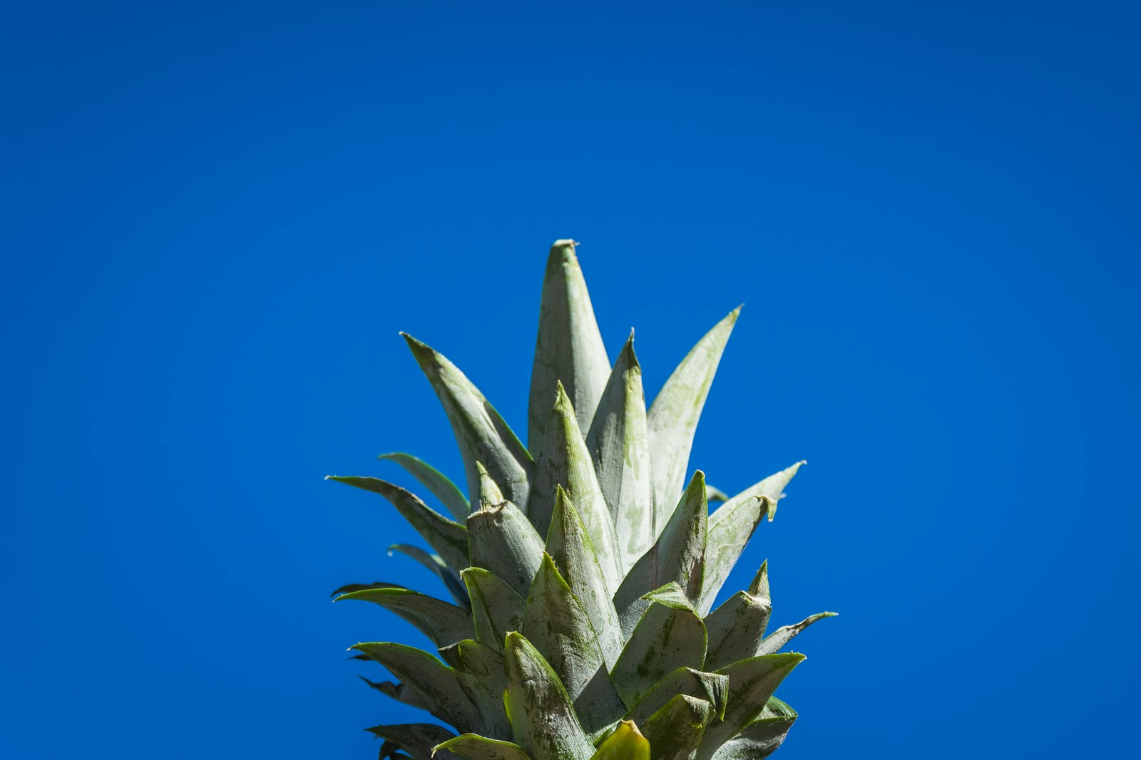 Sony E PZ 18-105mm F4 G OSS sample photo. Selective focus photography pineapple photography