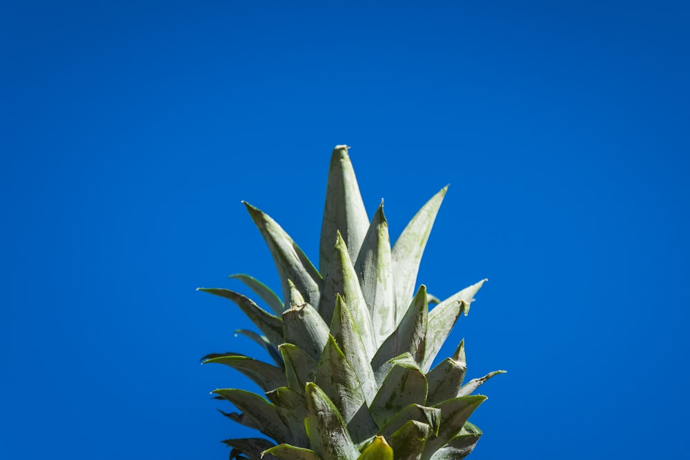 selective focus photography pineapple crown