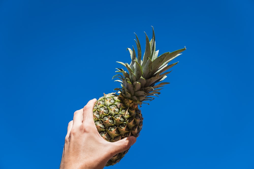 Persona sosteniendo la fruta de la piña bajo el cielo azul durante el día