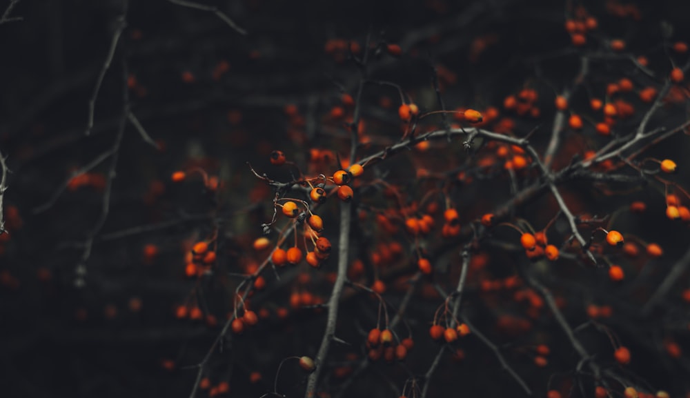 foto di messa a fuoco selettiva dell'albero