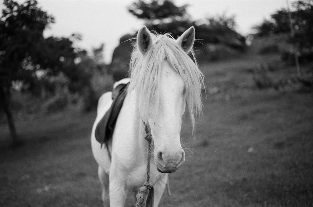 greyscale photography of horse