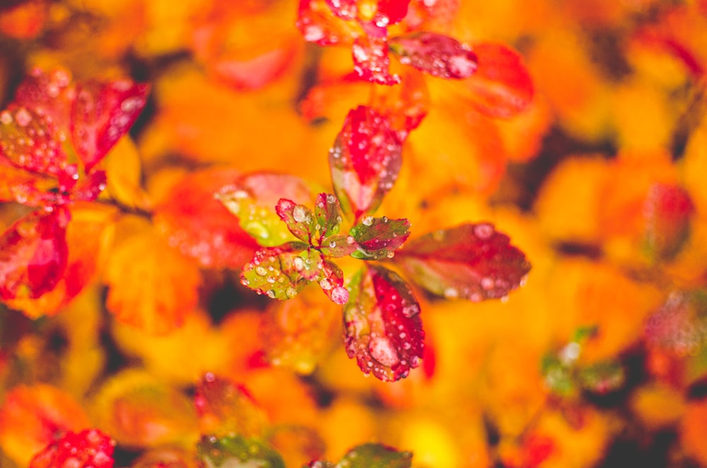 macro photography of red plant