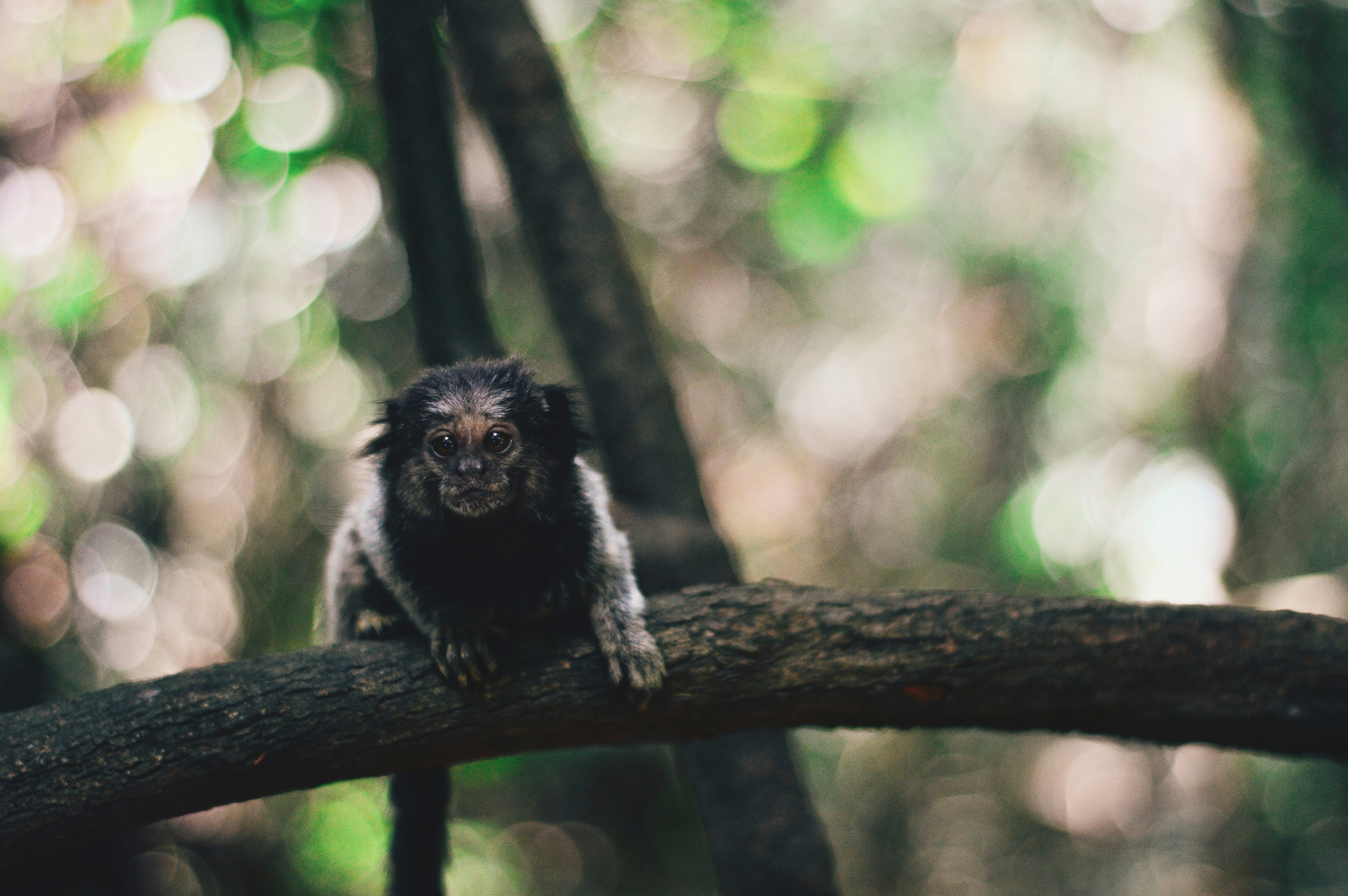 shallow focus photography of black monkey sitting on black tree branch
