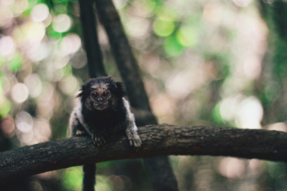 shallow focus photography of black monkey sitting on black tree branch