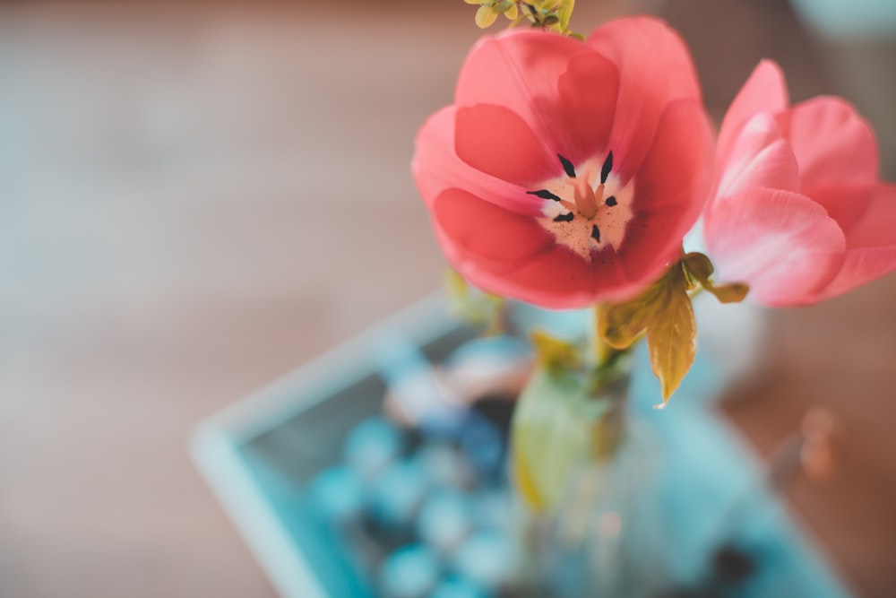 Fotografia de foco seletivo de flor de pétala rosa