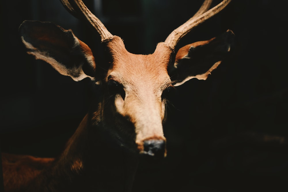 closeup photography of brown animal