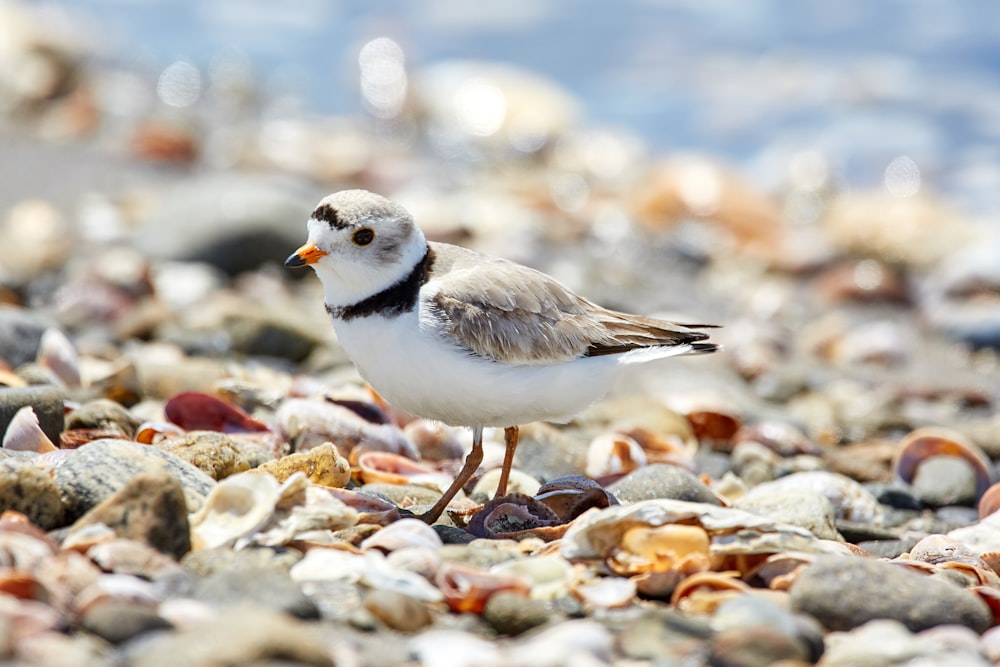 Fotografía de enfoque selectivo de pájaros blancos y grises