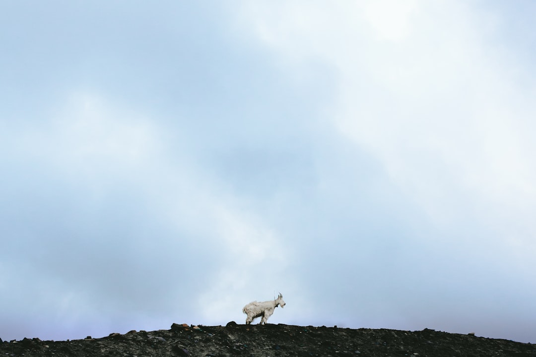 shallow focus photo of white animal