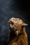 selective focus and low-angle photography of orange tabby cat