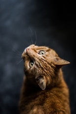 selective focus and low-angle photography of orange tabby cat