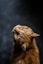 selective focus and low-angle photography of orange tabby cat