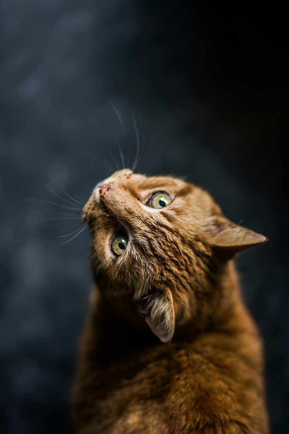 selective focus and low-angle photography of orange tabby cat