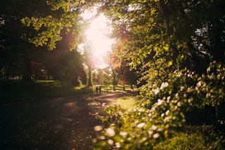 two person on street near trees