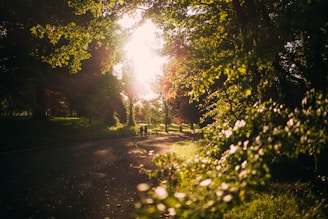two person on street near trees