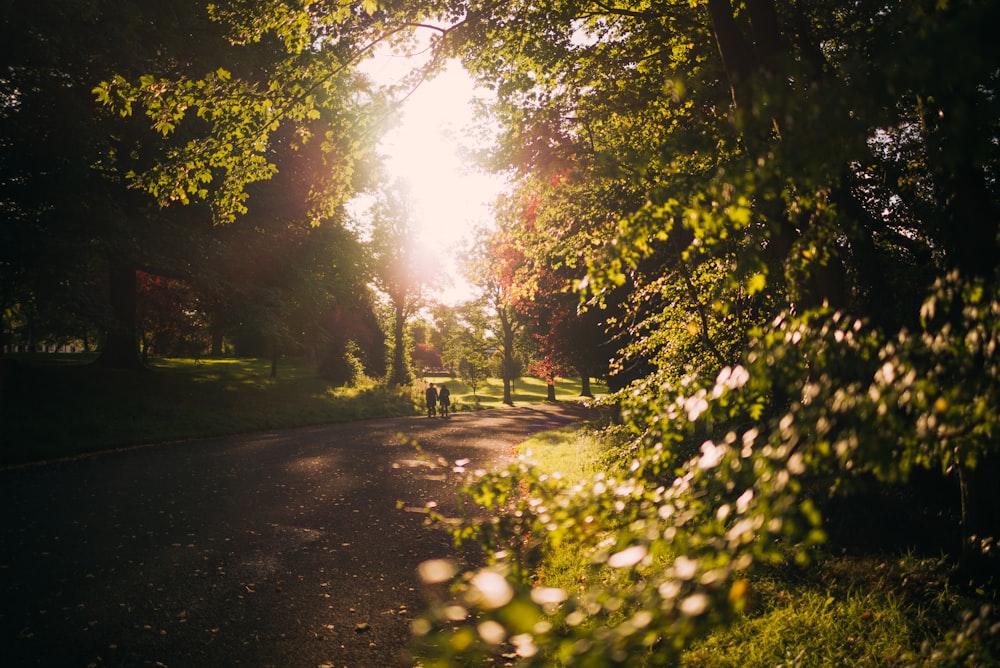 due persone sulla strada vicino agli alberi