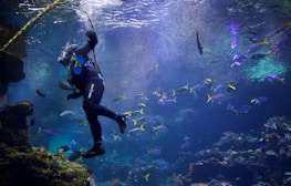 A scuba diver is swimming underwater surrounded by a variety of colorful fish. The diver appears to be exploring a vibrant coral reef environment. Sunlight filters through the surface, illuminating the aquatic scene with a mystical glow. The bubbles from the diver’s breathing apparatus rise towards the surface, adding dynamic movement to the composition.