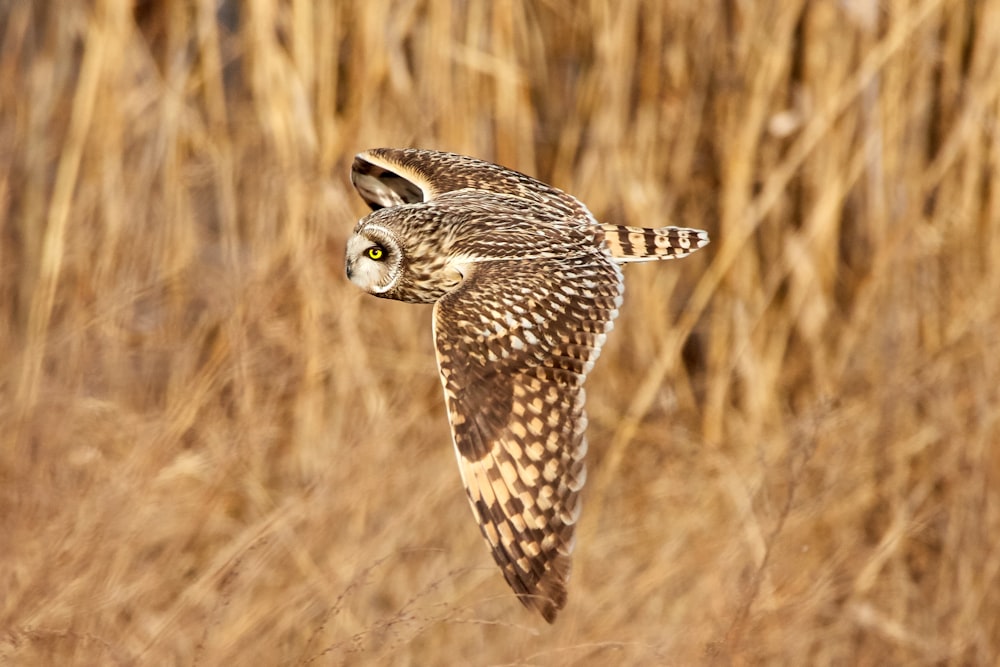 shallow focus photography of owl flying