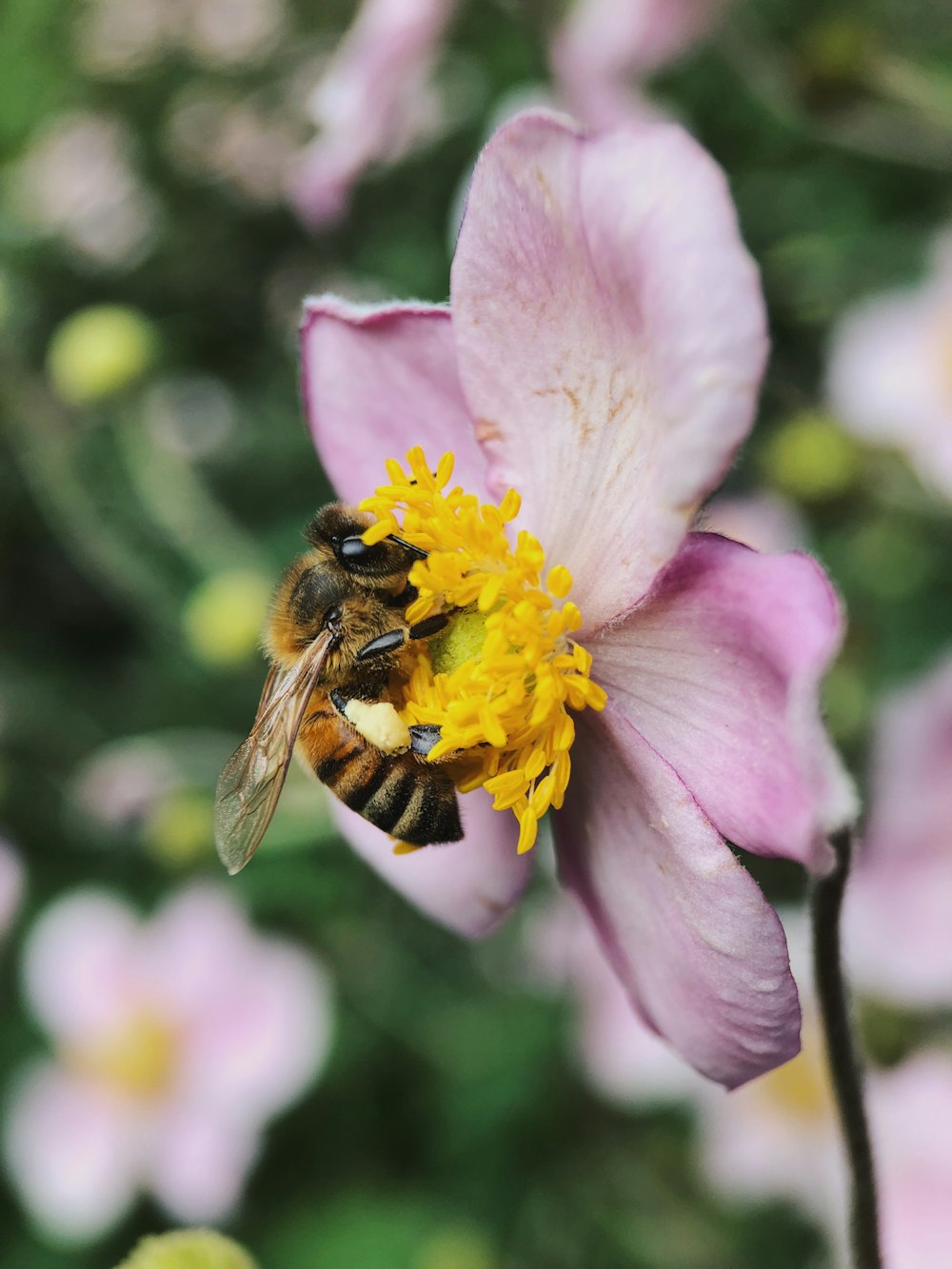 Fotografia de foco raso de abelha na flor de pétala rosa