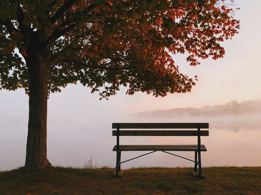 brown wooden bench under shade of tree during daytime