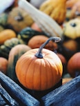 focus photography of pumpkin