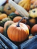 photo of pumpkin - Link to October 2024 Newsletter 